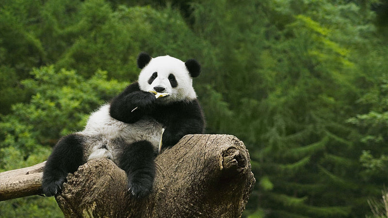 Giant Panda: Interesting and Fun Facts About Pandas Eat, Sleep and Repeat!