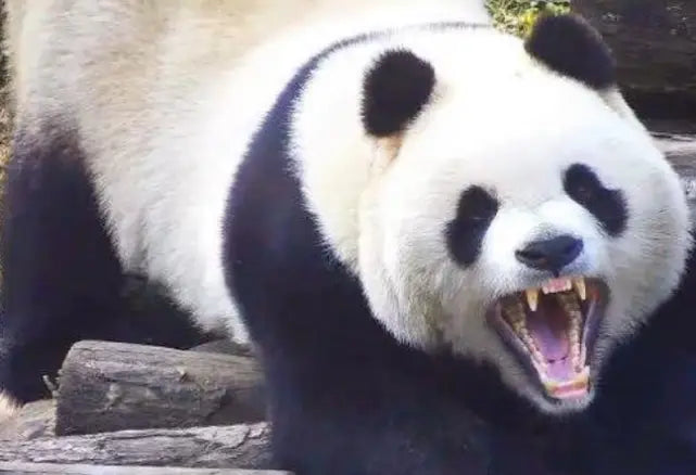 Do Pandas Attack Humans? Find Out With Us